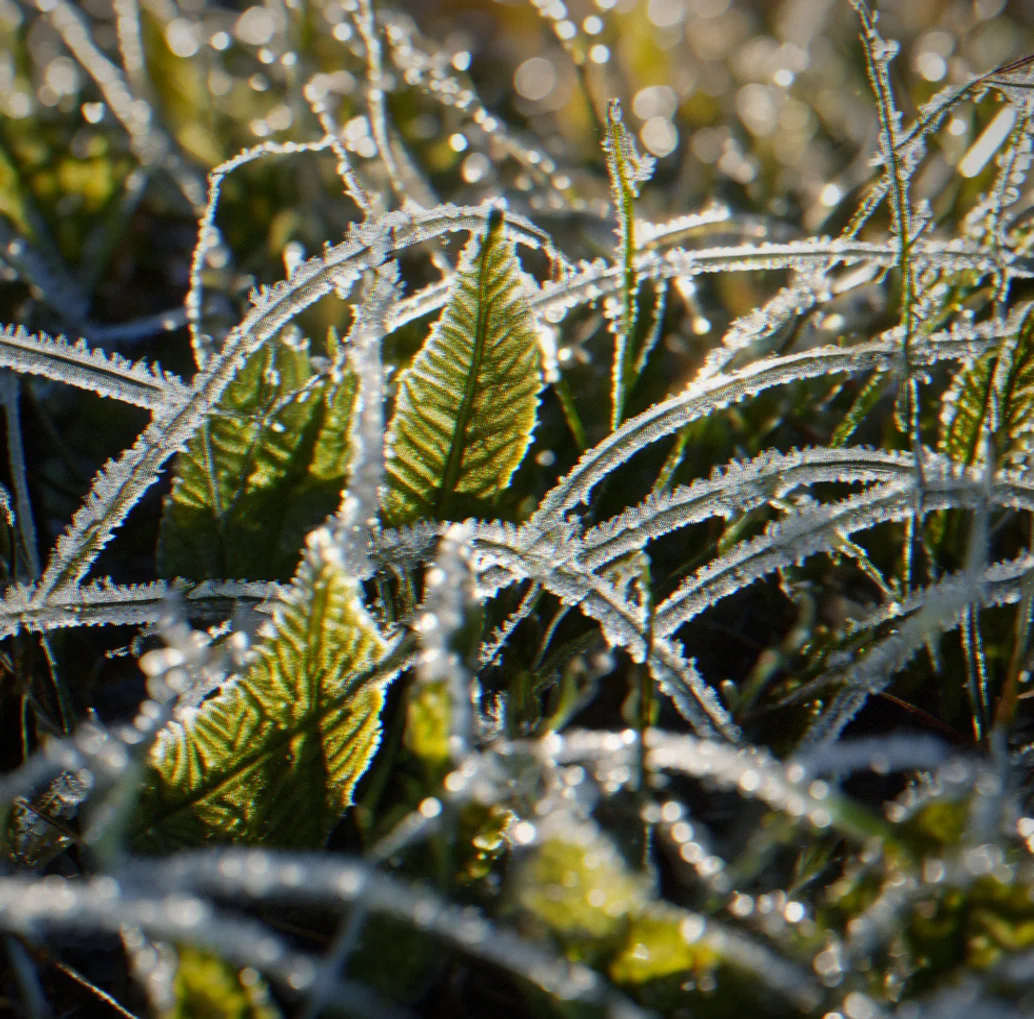 Close-up of frost crystals coating grass blades and plant stems in intricate geometric patterns under weak morning light.