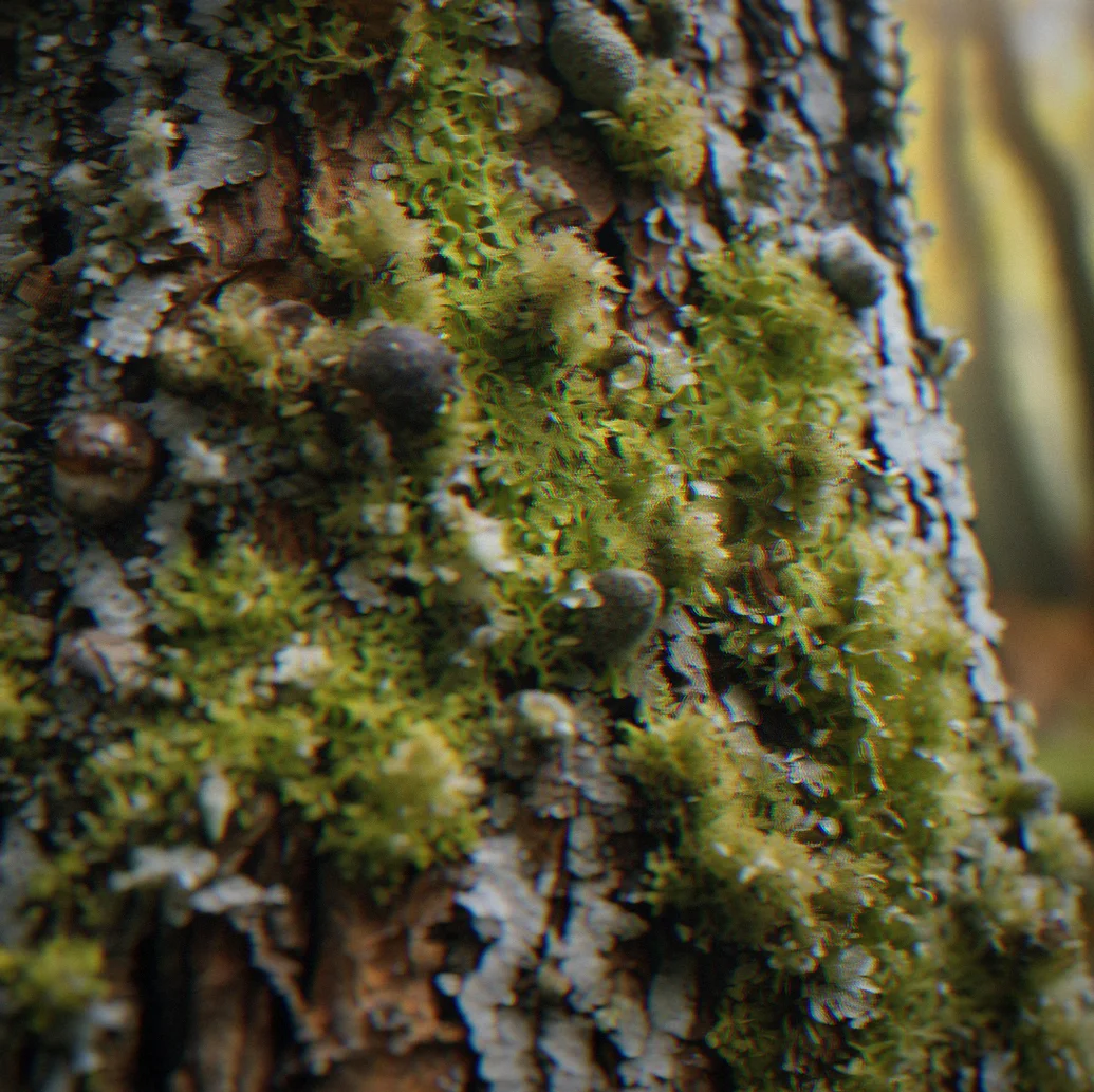 Close-up of lichen and moss on a tree trunk. Soft morning light picks out the fine details in all that growth.