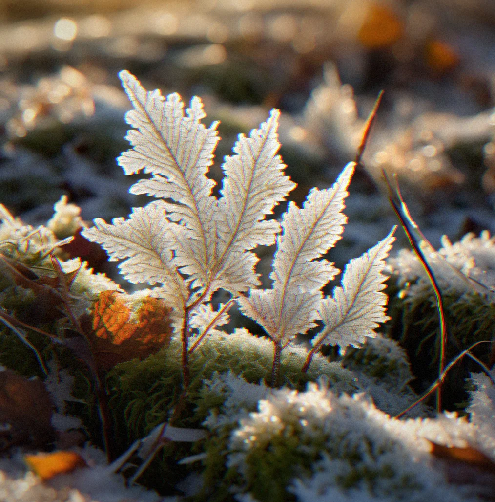 Frost crystals covering fallen leaves and plant stems in early morning light. Delicate white patterns everywhere.