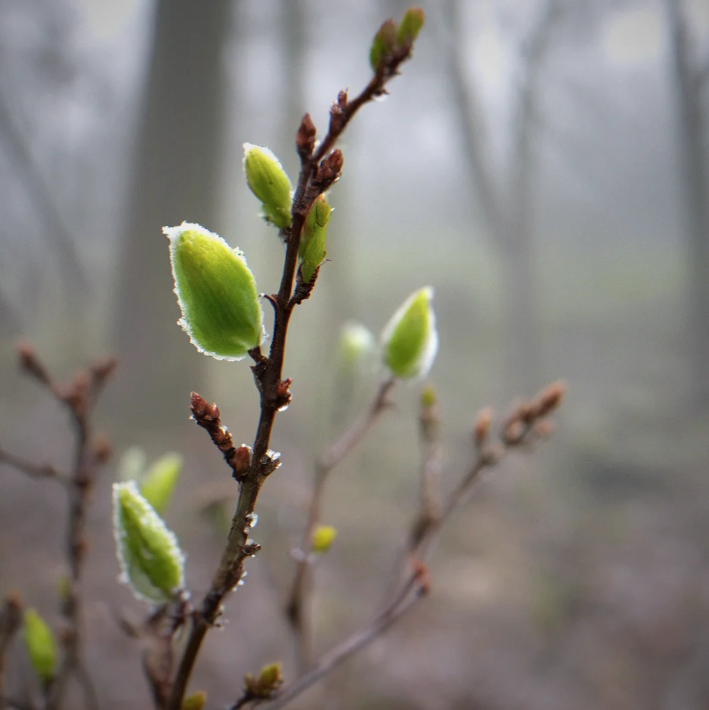 Early spring buds opening on bare branches. Soft overcast sky behind them. New growth just starting.