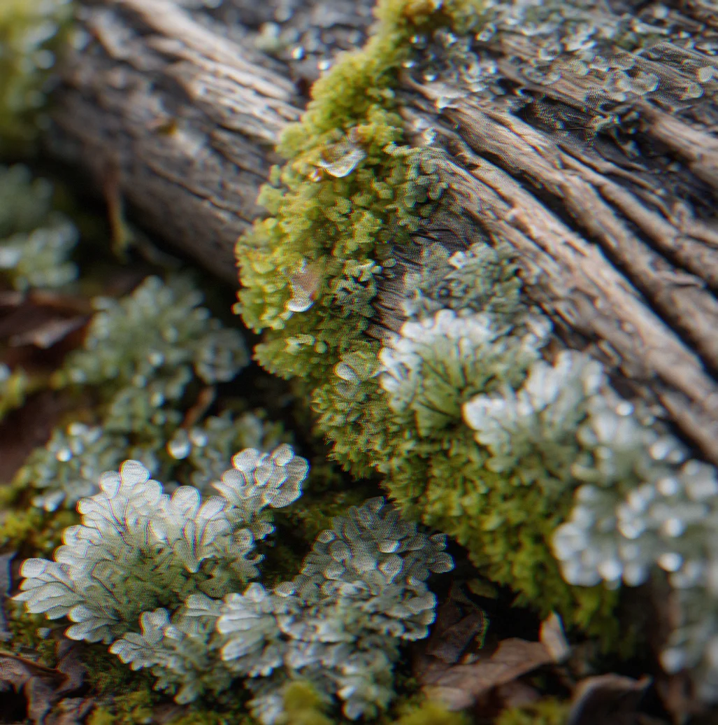 Close-up of lichen, moss and frost crystals covering a weathered log, showing layered growht in shades of gray, green and pale white under weak morning light.
