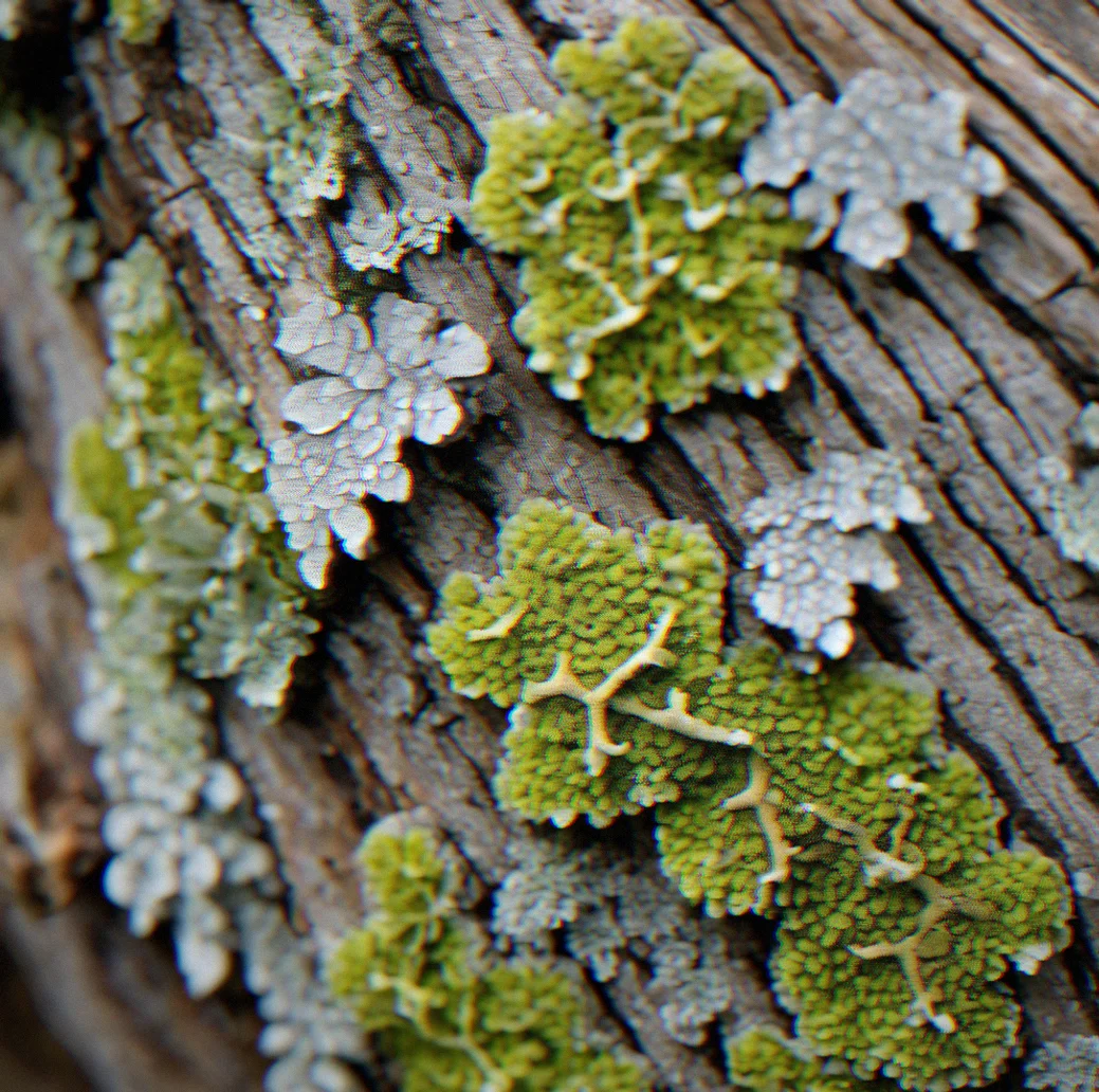 Close-up of lichen patterns on a weathered log, showing geometric growths in shades of gray and pale green against weathered wood grain.