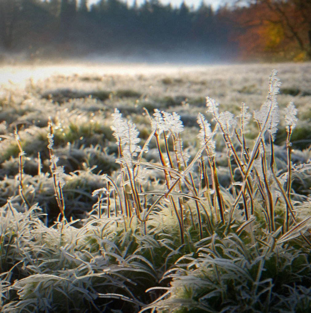 Early morning frost coating grasses and plant stems, with each blade outlined in delicate crystals and weak sunlight catching the ice formations.