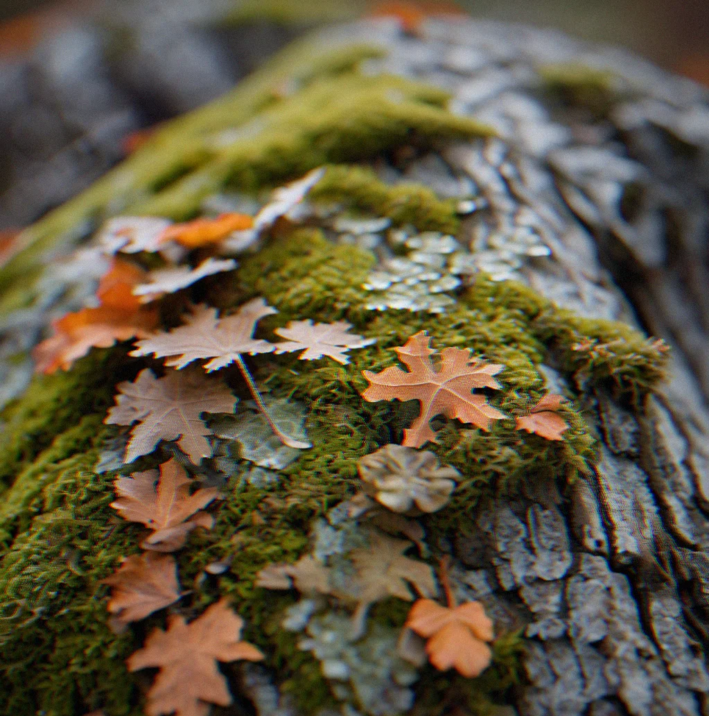 Close-up of lichen and moss on tree bark showing intricate layered patterns in shades of green, gray and pale orange.
